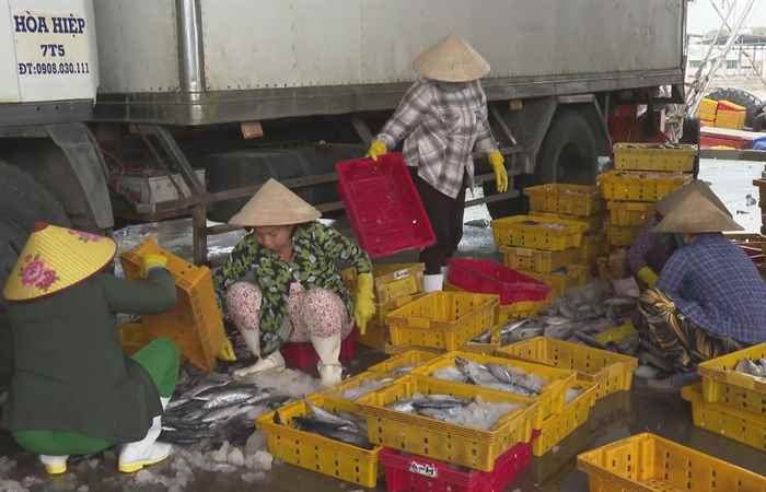 Nâng cao chất lượng sản phẩm thủy sản khai thác qua việc quản lý an toàn thực phẩm trên tàu cá (08-11-2022)